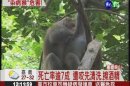 柴山獼猴染致命病毒 死亡率驟增