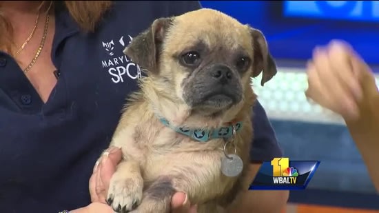Pug-Yorkie mix looking for a good home | Watch the video - Yahoo News