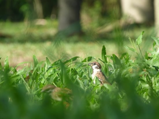 近拍實拍6: ISO 100, f/5.2, 1/40s, 等效600mm