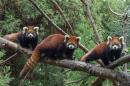 This Nov. 2, 2015 photo provided by the Wildlife Conservation Society shows a red panda flanked by two baby red pandas at the Prospect Park Zoo in the Brooklyn borough of New York, where they have made their debut. The male and female pandas, which look similar to raccoons, are not members of the bear family that giant pandas belong to. The red pandas were born at the Brooklyn zoo on July 1. (Julie Larsen Maher/Wildlife Conservation Society via AP)