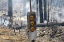 Scorched roadside reflectors stand near a smoldering forest at the Rim Fire just outside of Yosemite National Park