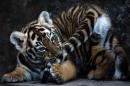A 45-day-old bengal tiger cub is pictured at its enclosure at the Wild Shelter Foundation in Jayaque, 40 kilometres west of San Salvador, on January 31, 2017