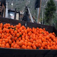 Αγρότες "έχτισαν" με πορτοκάλια την πόρτα τράπεζας στο Άργος