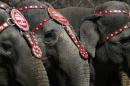 Elephants from the Ringling Bros. and Barnum & Bailey Circus line up for a photo under the Brooklyn Bridge in the Brooklyn Borough of New York