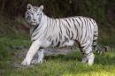 A white tiger, similar to the one pictured fatally attacked its keeper in an El Salvador zoo