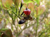 Fotografía facilitada por el Fondo de Protección de Animales Salvajes (FAPAS), en la que una abeja melífera poliniza una planta. EFE/Archivo