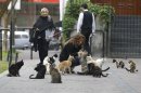 Lita Velasquez feeds cats in the central park of Lima's upscale seaside Miraflores district, in Peru, Wednesday, Aug. 2, 2012. About 120 felines populate the park. Some of the cats descended from a pair municipal authorities introduced in the late 1990s to control a rat infestation. After a local TV feature this week focused attention on the cat colony, a top official at Peru's environmental health agency announced a commission would be created to determine whether they posed a health risk. A member of Miraflores' Voluntary Feline Defense Group called the announcement an overreaction, saying the cats get constant veterinarian attention. (AP Photo/Martin Mejia)