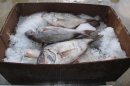 In this Nov. 20, 2012 photo, fish brought to the dock at the Viking Village fishery in Barnegat Light N.J., sit atop a box of ice. U.S. wholesale prices fell for the third month in a row last month, pushed down by falling food and gas costs. The drop is the latest evidence inflation is tame. The producer price index dropped 0.2 percent in December, the Labor Department said Tuesday. That follows a decline of 0.8 percent in November.(AP Photo/Wayne Parry)