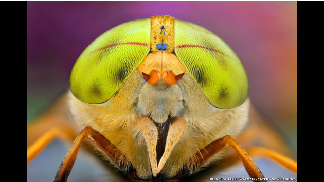 الحشرات كما لم تشاهدونها من قبل 130314150420-caters-bugs-in-shades-04-jpg_134530