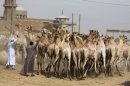 In this photo taken Friday, May 31, 2013, men steer camels at a weekly camel market in Birqash, Egypt. Scientists have found a clue that suggests camels may be involved in infecting people in the Middle East with the MERS virus. In a preliminary study published on Friday, Aug. 9, 2013, European scientists found traces of antibodies against the MERS virus in dromedary, or one-humped, camels, but not the virus itself. (AP Photo/Hiro Komae)