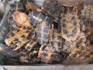 台灣年進百噸龜板 約犧牲百萬隻烏龜