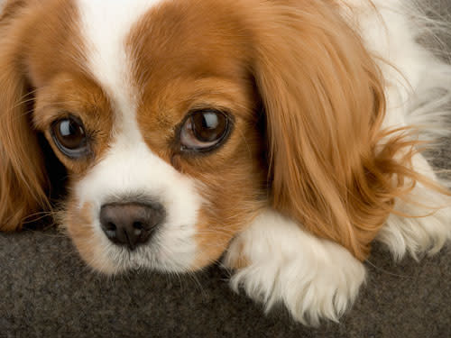 cavalier king charles spaniel hypoallergenic