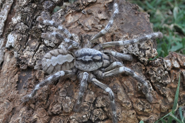The newly discovered Poecilotheria rajaei tarantula. (Ramil Nanayakkara)