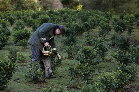 Wesley Goldsworthy picks tea leaves at the Tregothnan Estate near Truro in Cornwall January 14, 2013. REUTERS/Stefan Wermuth