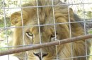 Handout photo of Cous Cous the lion at the Cat Haven Sanctuary in Dunlop