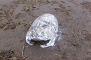 Storms Turn Up Lard from WWII Shipwreck