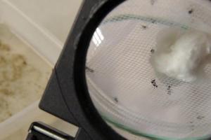 Mosquitoes that carry the Chikungunya virus are seen through a magnifying glass at a laboratory in Santo Domingo