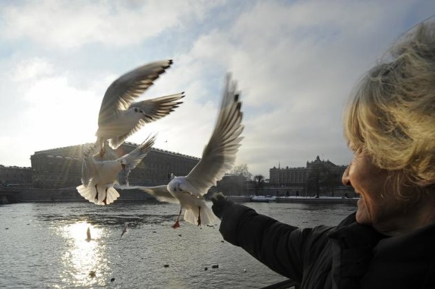 An elderly lady feeds seagulls in front of the Royal castle (background) downtown Stockholm on January 26, 2010