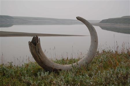 A Mammoth tusk extracted from ice complex deposits along the Logata River in Taimyr, Russia, is shown in this undated handout photo provided by Professor Per Moller February 5, 2014. REUTERS/Per Moller/Johanna Anjar/Handout via Reuters