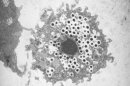 Giant Viruses Are Ancient Living Organisms, Study Suggests