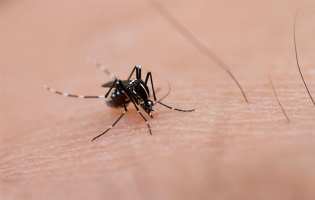 The prevention of Aedes mosquito breeding in your home is your best protection against dengue fever (Thinkstock photo).