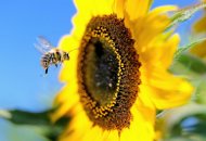 Três neonicotinoides foram proibidos por representarem um risco para as abelhas