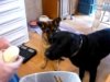 Bίντεο: Όταν ένας σκύλος βοηθά στο ξεφλούδισμα πατάτας