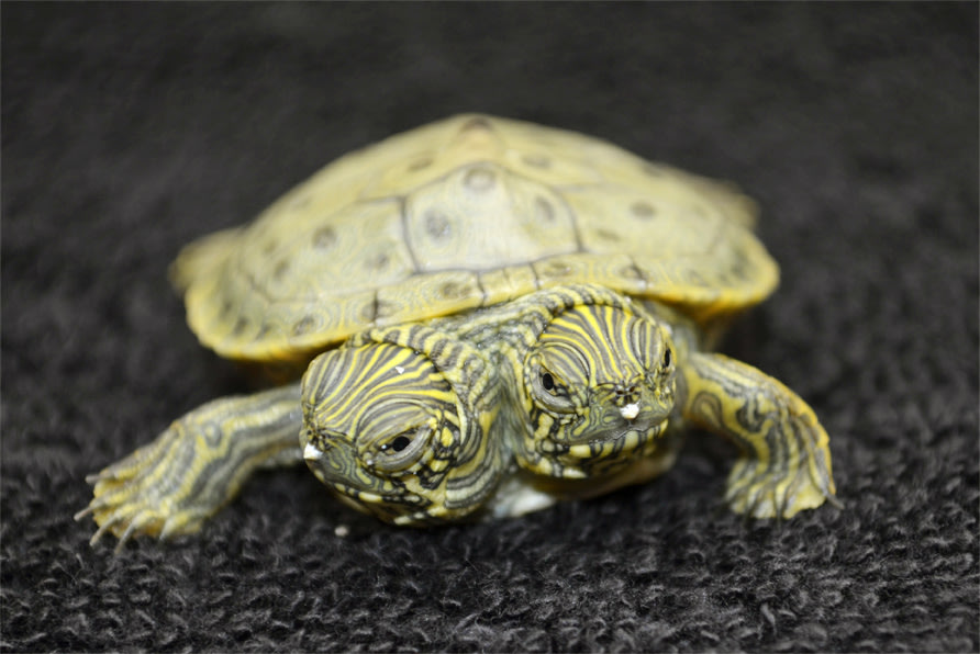 FILE- This undated file photo provided by the San Antonio Zoo on June 25, 2013, shows Thelma and Louise, a two-headed Texas cooter turtle. The two-headed turtle born last month at the San Antonio Zoo has become so popular that she has her own Facebook page that on Sunday, July 28, 2013, showed photos of the reptile and imaginary conversations between the two heads. (AP Photo/San Antonio Zoo, File)