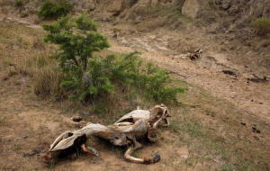 The remains of a cow are seen on a dry riverbed outside Utrecht, a small town in the northwest of KwaZulu-Natal