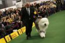 Swagger, an Old English Sheepdog, walks with his co-owner and handler Johnson during judging in the Herding Group at the 139th Westminster Kennel Club's Dog Show in the Manhattan borough of New York