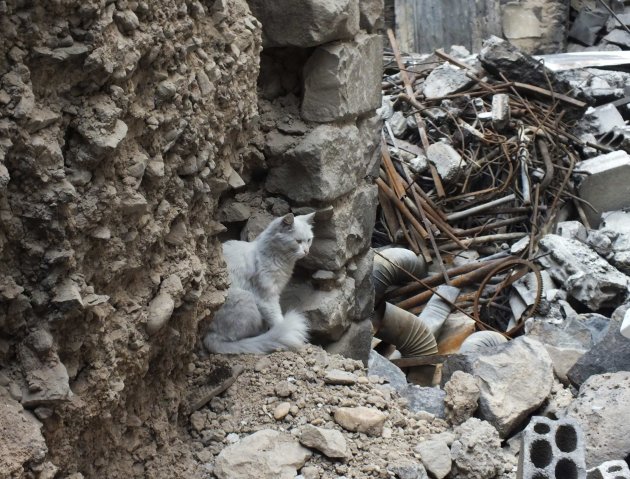 A cat sits among debris from damaged buildings in Juret al-Shayah in Homs