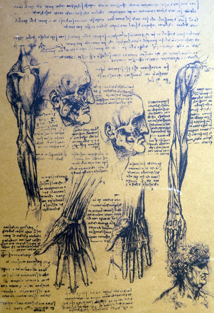 Leonardo da Vinci show reveals anatomy of a genius