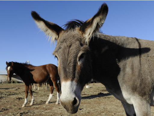 Foto del 13 de octubre del 2011 de Penny (der), una burra mexicana rescatada que pasta junto a caballos en el rancho de Rachael Waller en Alpine, Texas. Hacendados tejanos han matado a cerca de 130 burros provenientes de México. (AP Photo/Pat Sullivan, File)