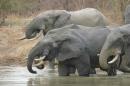 Orphaned Elephants Face Lifetime of Negative Social Effects