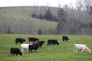 Cattle graze on family farms in Hillsboro, Kentucky