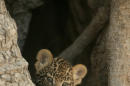 Could Faux-Leopard Print Save Big Cats?