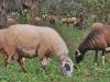 Ρέθυμνο: Κτηνοτρόφοι «φούσκωναν» τον αριθμό των προβάτων