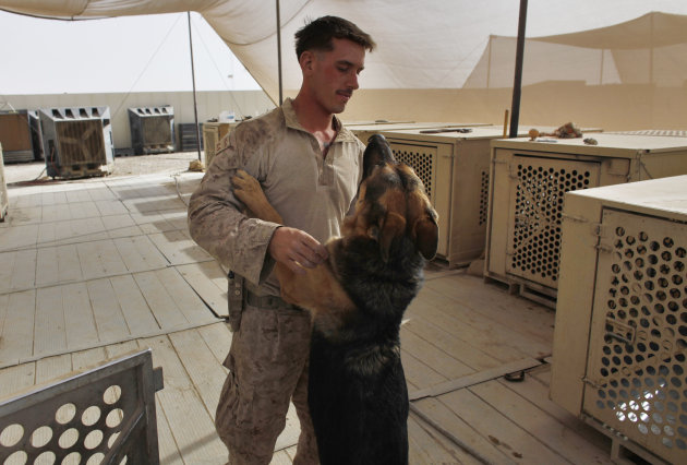 Marine Dog Handler