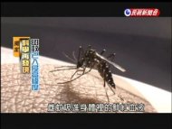 致命動物排行榜 蚊子名列前茅