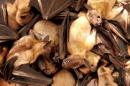 File picture shows fruit bats for sale at a food market in Brazzavile