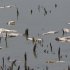 In this July 26, 2012 photo, dead fish float in a drying pond near Rock Port, Mo. Multitudes of fish are dying in the Midwest as the sizzling summer dries up rivers and raises water temperatures in some spots to nearly 100 degrees. (AP Photo/Nati Harnik)