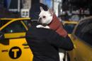 Luke, a French Bulldog is carried by his owner Paul from New York City outside the Pennsylvania Hotel in New York City ahead of the139th Westminster Kennel Club's Annual Dog Show in the Manhattan borough of New York