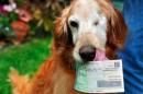 Cuplu despăgubit de guvernul SUA, după ce câinele le-a mâncat sute de dolari