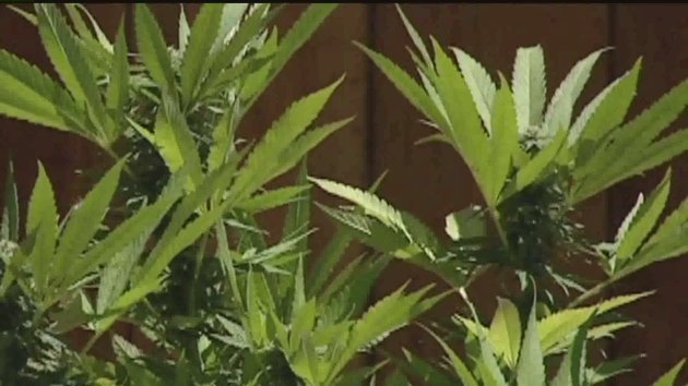 How easy is it to get a card to legally smoke marijuana? FOX 5 found out it is not very hard.
