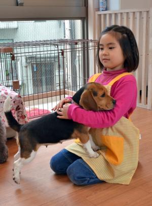 Rino Kakinuma, 7, plays with a beagle at the Dog Heart&nbsp;&hellip;