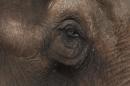 Maia, an Asian elephant who spent most of her life as a circus performer, looks out from her new home at the first elephant sanctuary in Latin America in Chapada dos Guimaraes, Brazil, Wednesday, Oct. 12, 2016. Maia is one of two elephants who will get veterinary care as they live out their lives in forested areas, pasture lands with hills, large boulders, streams and springs in western Brazil. (AP Photo/Eraldo Peres)