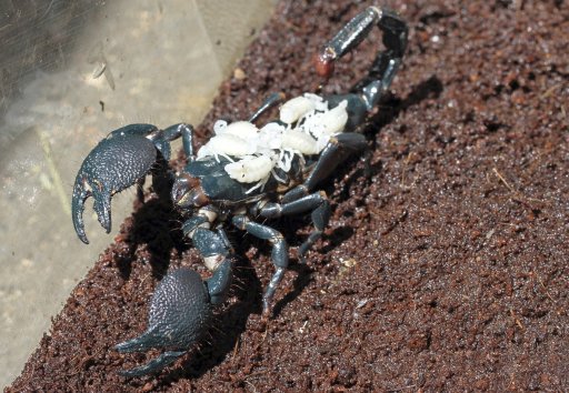 Lisa, a female emperor scorpion, is seen with six offspring riding on her back at Six Flags Discovery Kingdom in Vallejo