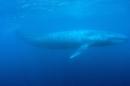 A blue whale swims in the deep blue sea off the coast of Mirissa