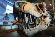 Esqueleto de um Tyrannosaurus Rex no Museu de História Natural de Los Angeles