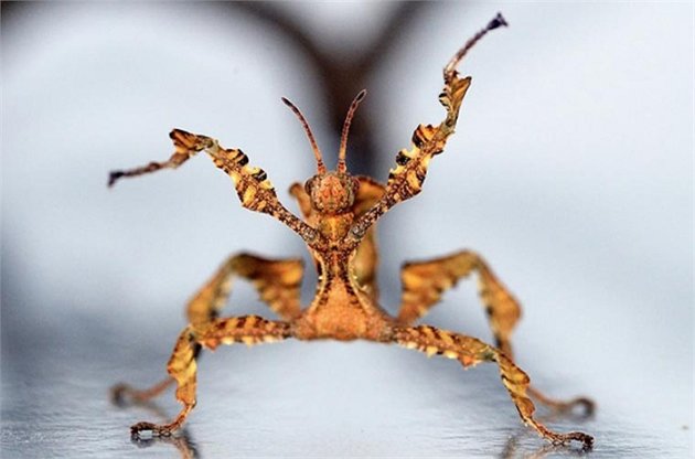 Top 10 côn trùng kỳ dị 'ngoài hành tinh'